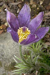 pulsatilla vulgaris thumbnail graphic